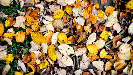 autumn leaves background
