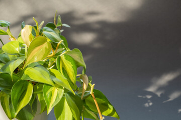 Beautiful houseplant with variegated leaves. Close up philodendron plant in a white pot on a gray...