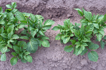 furrow with young shoots of potatoes close-up as a natural background