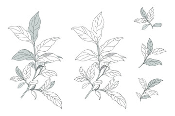 Branches of blueberries with leaves isolated on white background. botanical illustration. plant with elegant leaves for design. branch set. without berries