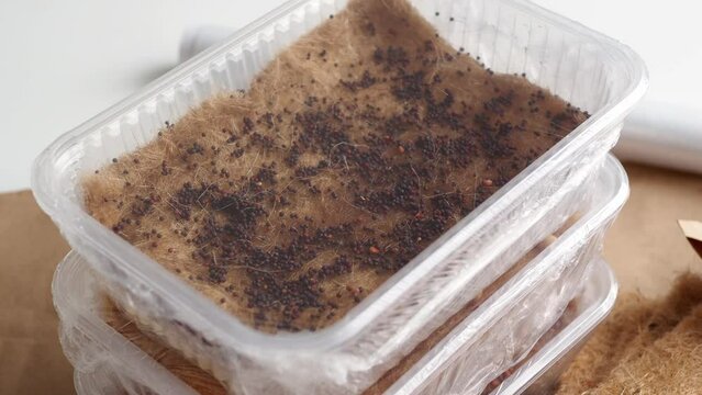 A set of plastic containers with planted micro greens.
Seeds of micro greens on a jute mat in a plastic container. Overview of the home mini garden. Jute mat for planting. Gardening concept.