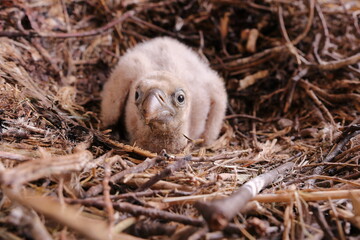 LITTLE NEWLY BORN GRIFFON VULTURE CHICKEN WITH BLACK EYES AND BIG BEAK