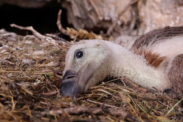 YOUNG GRIFFON VULTURE THAT STILL CANNOT FLY, RESTING IN ITS NEST