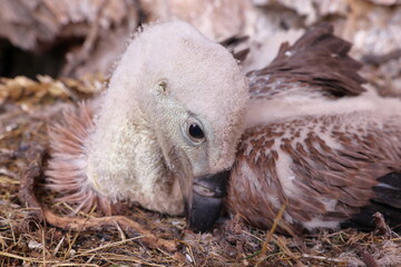 YOUNG VULTURE IN THE NEST