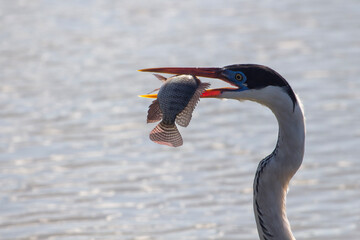 great crested grebe