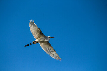 seagull in flight
