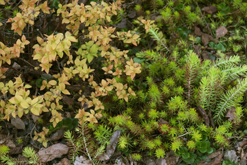 Combination of the Spiraea japonica bush and the clump of Sedum in the springtime 