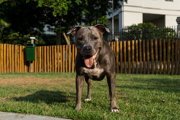 Pit bull dog playing in the park. Green grass and wooden stakes all around. Sunset. Pit bull blue...
