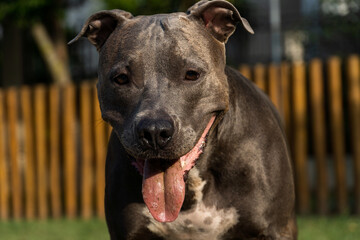 Pit bull dog playing in the park. Green grass and wooden stakes all around. Sunset. Pit bull blue...