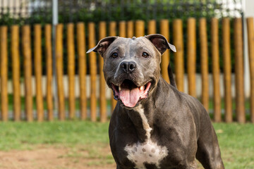 Pit bull dog playing in the park. Green grass and wooden stakes all around. Sunset. Pit bull blue nose. Selective focus