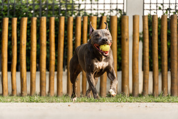 Pit bull dog playing in the park. Green grass and wooden stakes all around. Sunset. Pit bull blue...