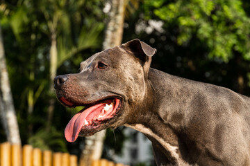 Pit bull dog playing in the park. Green grass and wooden stakes all around. Sunset. Pit bull blue nose. Selective focus