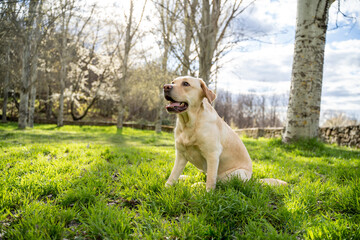 Light brown labrador retriever in a natural setting during a sunny summer day with sunshine, green park