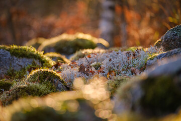 Colorful Swedish forest moss wall in autumn