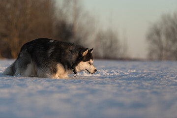 dog in snow