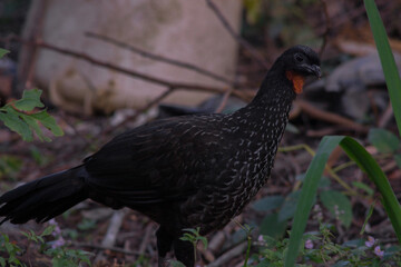 mountain turkey (4)