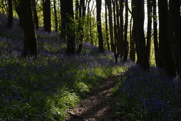 a path leading down a forest filled with bluebells