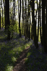 a path leading down a forest filled with bluebells