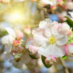Flowers of an apple-tree against the blue sky and bright sun.