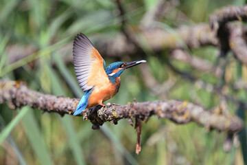 Eisvogel auf einem Ast