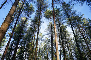 Tall pine tree forest with sunshine