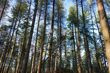 Obraz premium Tall pine tree forest with sunshine