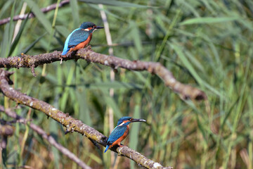 Zwei Eisvögel auf einem Ast