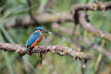 Eisvogel mit Fisch