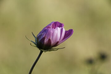 fleur en bouton violette