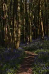 a path leading down a forest filled with bluebells