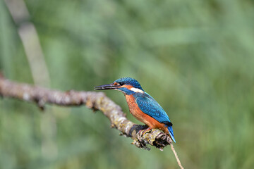 Eisvogel auf einem Ast, Kingfisher on a branch