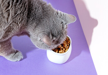 The cat eats dry food from a white bowl. On a purple background. Isometric. Style. trend - 502459442
