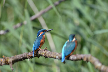 Fototapeta na wymiar Zwei Eisvögel auf einem Ast, Two Kingfisher on a branch