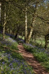 a path leading down a forest filled with bluebells