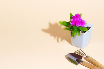 Shovel, rake and pink flower in a flower pot on a beige background. Garden set. Shadow. isometry