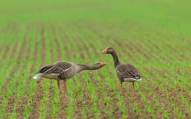 Greylag Geese, part of a large flock feeding in a farmer's field just as the new crop is pushing through the soil. Scientific name: Anser anser.  Adult  Horizontal.  Copy space.