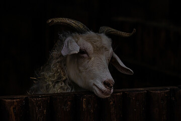 portrait of horned goat close-up