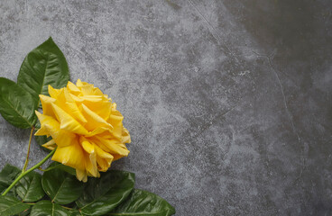 Special occasions , greeting cards . Yellow roses. Top view with copy space.