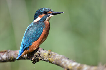 Eisvogel auf einem Ast, Kingfisher on a branch