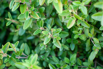 Fototapeta na wymiar small green leaves background