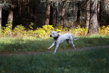 Dogo Argentino