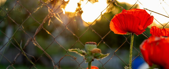 Red poppy flowers growing near the fence in the garden illuminated by sun rays. Nature background. 