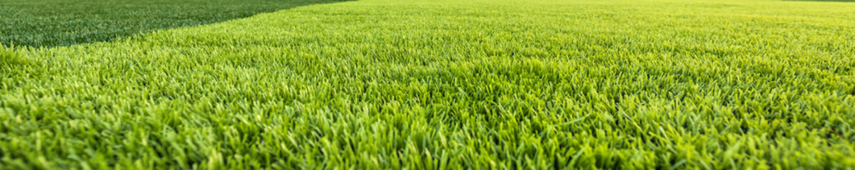 Sport Soccer Stadium Football Ball Football Goal Net Green Field Grass Artificial Lawn Arena  - 502460618