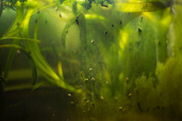 Plants in aquarium. Algae behind glass.