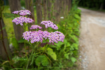 Obraz premium Purple yarrow (Achillea millefolium) on a country road. Traditional ayurvedic medicine.