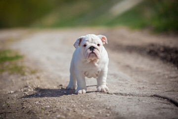 Gorgeous white english bulldog puppy