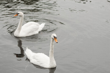 A pair of beautiful white swans swim on the lake surface