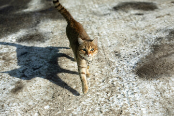 Cat on street. Stray cat on road.