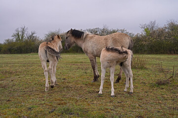 Konik wild horses in March in Saxony Anhalt