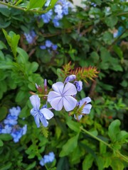 Purple flower of hydrangea